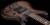 PRS SE Exotic Custom 24-08 Poplar Burl Charcoal Cherry Midnight Burst Фото 2
